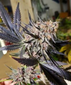 Blueberry regular Dutch Passion Seeds