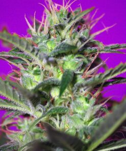 Botafumeiros Sweet Seeds