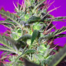 Botafumeiros Sweet Seeds