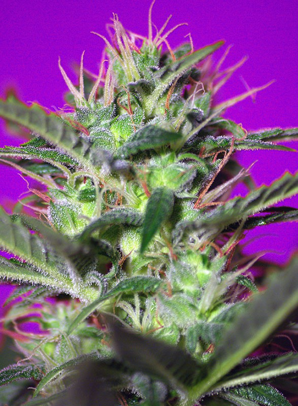 Botafumeiros Sweet Seeds