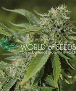 Brazil Amazonia WorldOfSeeds