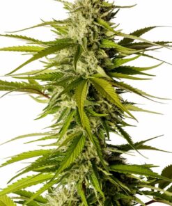 Break-up Cake Kannabia Seeds