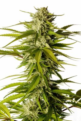 Break-up Cake Kannabia Seeds