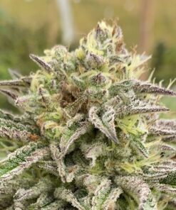 Break-up Cake Auto Kannabia Seeds