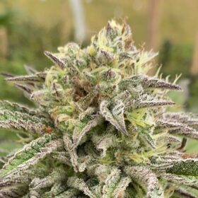 Break-up Cake Auto Kannabia Seeds