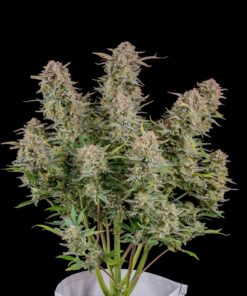 Bruce Banner Auto — изображение 2