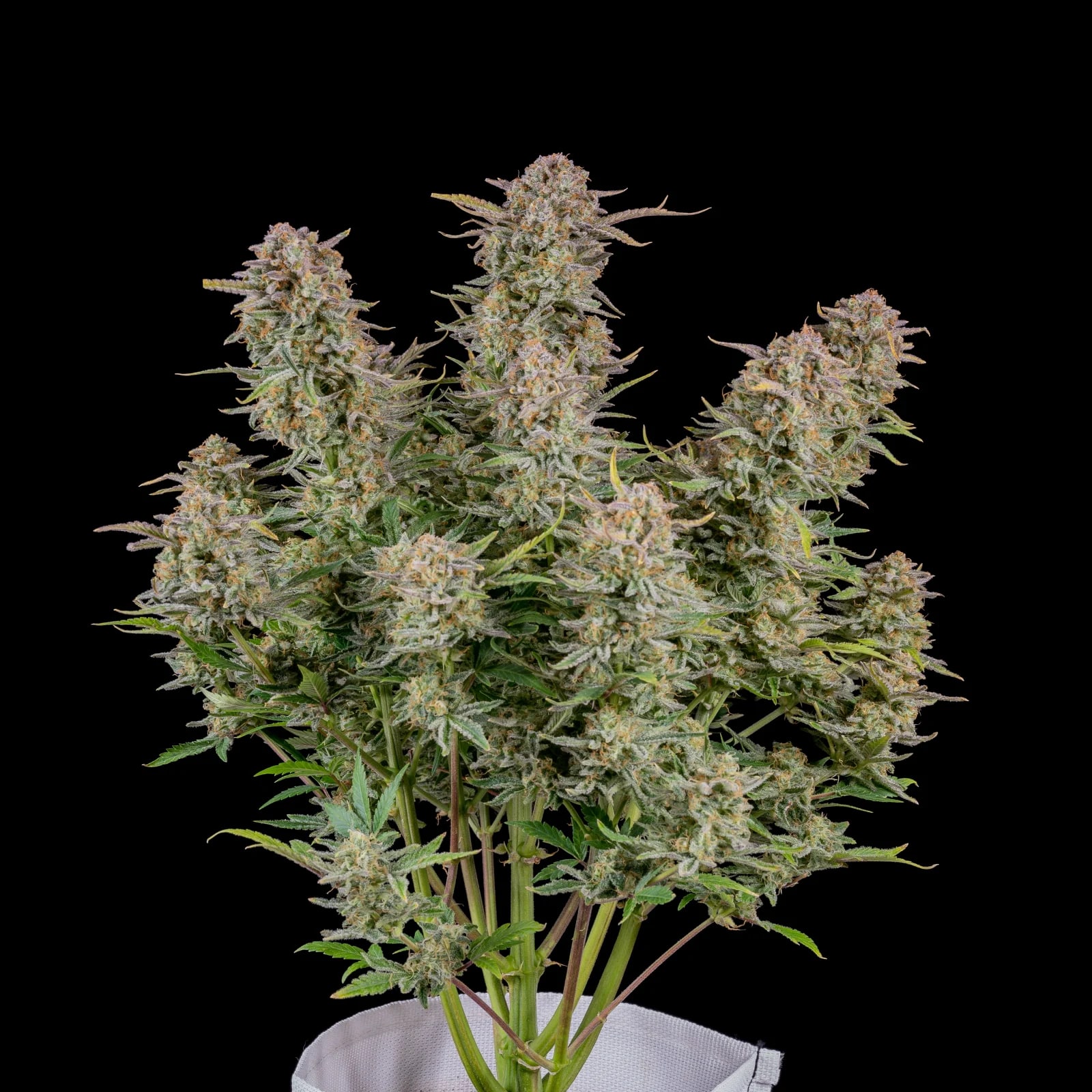 Bruce Banner Auto — изображение 2