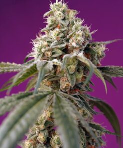 Bruce Banner Auto Sweet Seeds