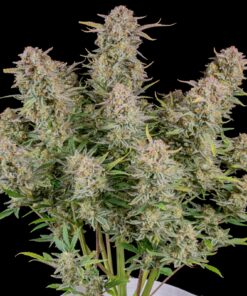 Bruce Banner Auto — изображение 3