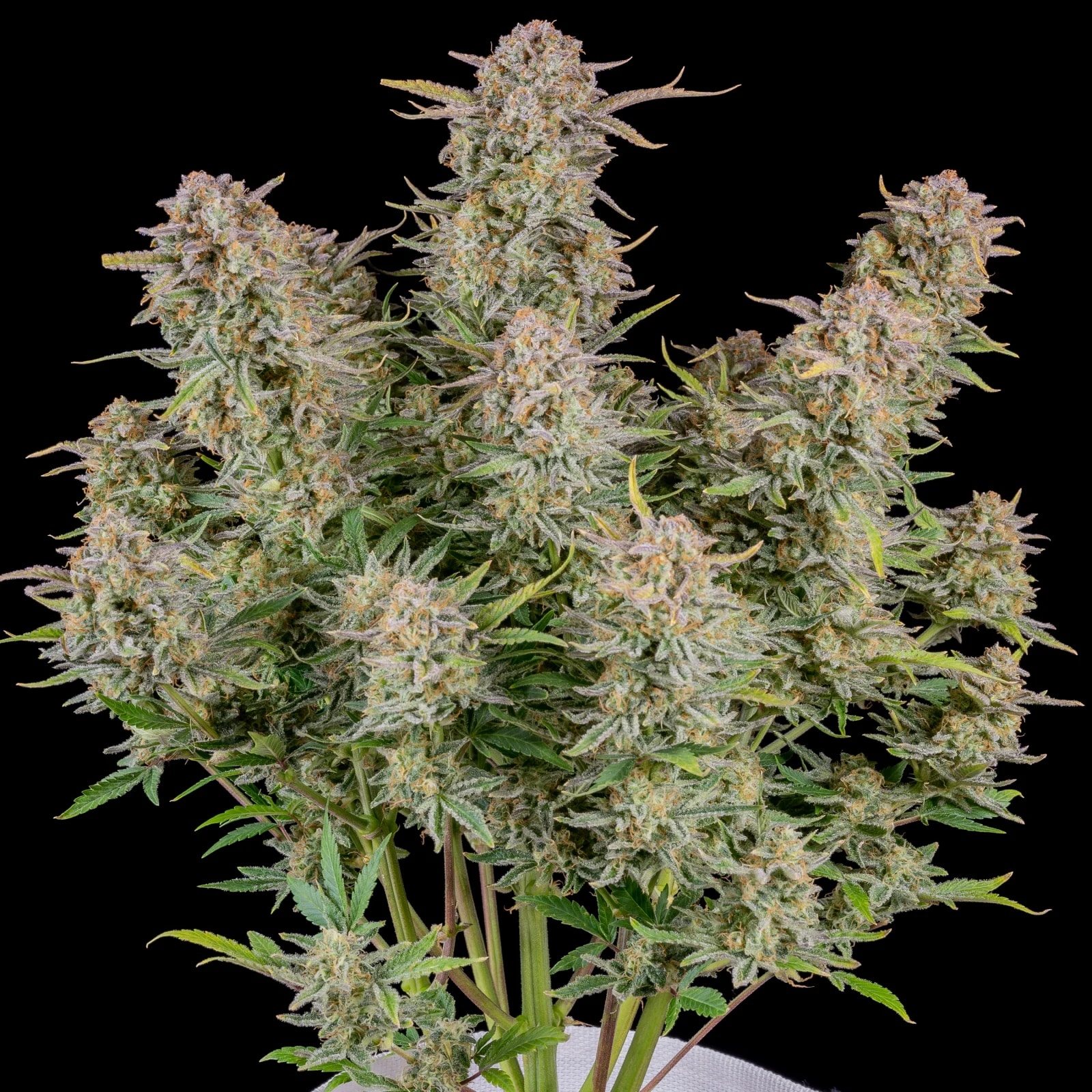 Bruce Banner Auto — изображение 3