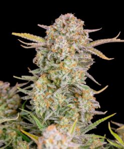 Bruce Banner Auto — изображение 4