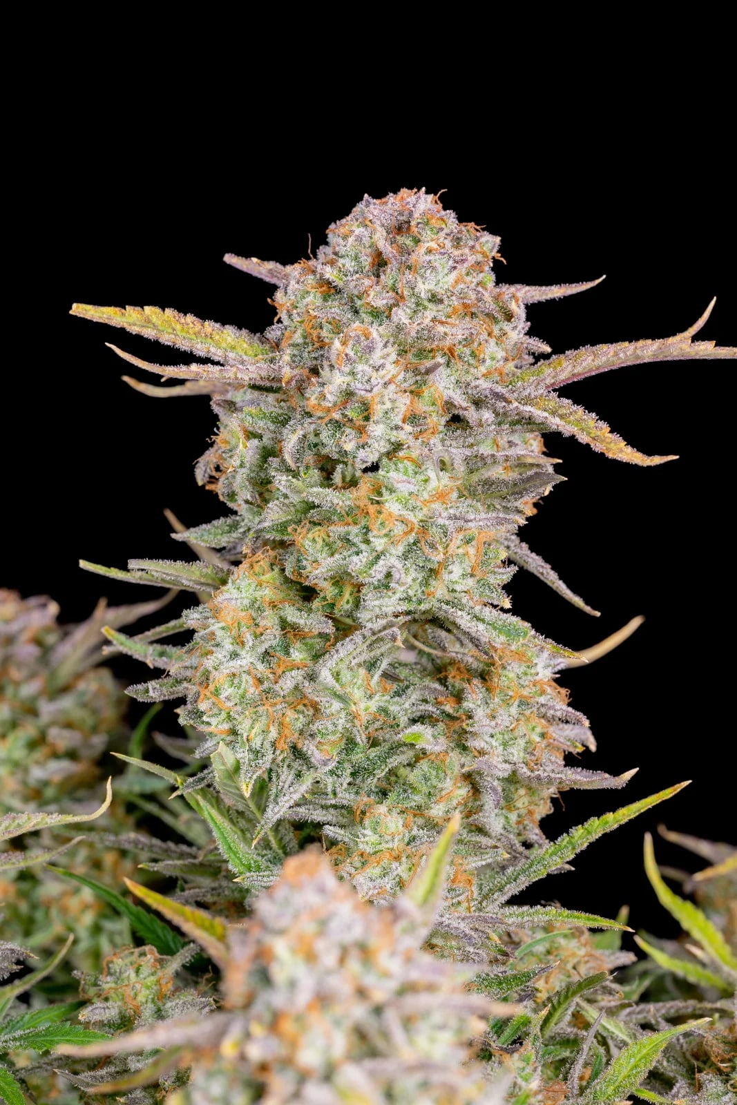 Bruce Banner Auto — изображение 4