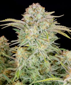 Bruce Banner Auto — изображение 5
