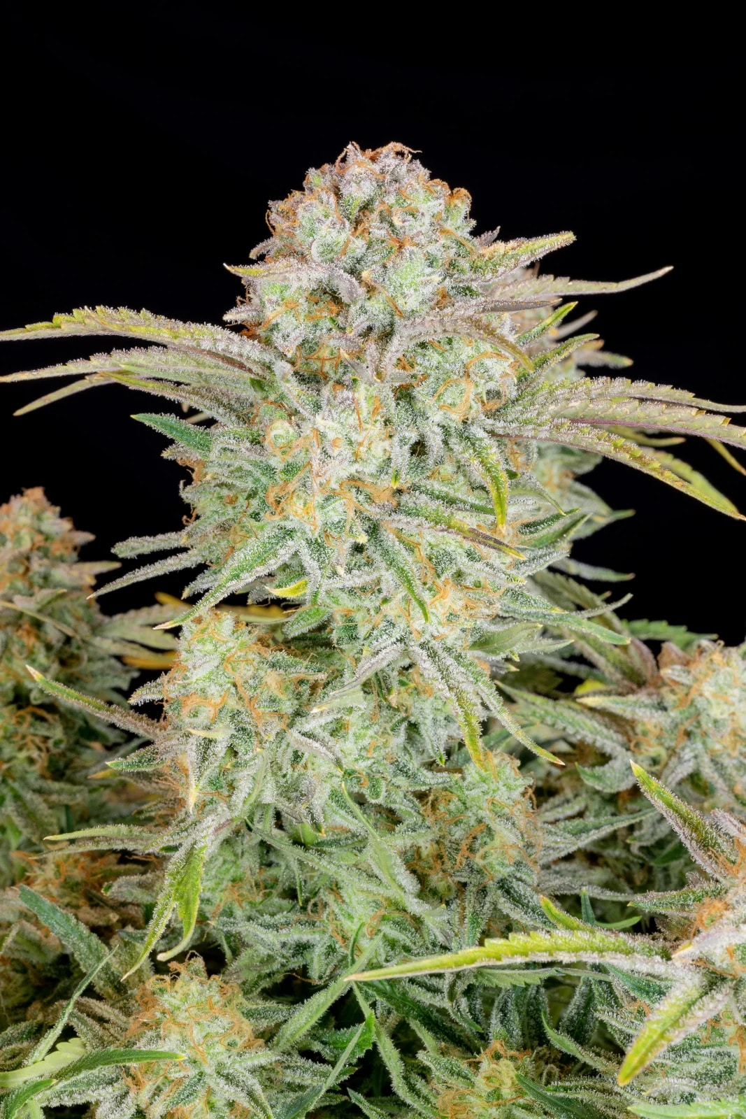Bruce Banner Auto — изображение 5