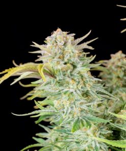 Bruce Banner Auto — изображение 6