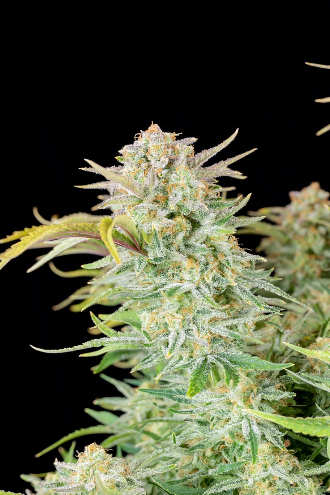 Bruce Banner Auto — изображение 6
