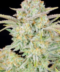 Bruce Banner Auto — изображение 7