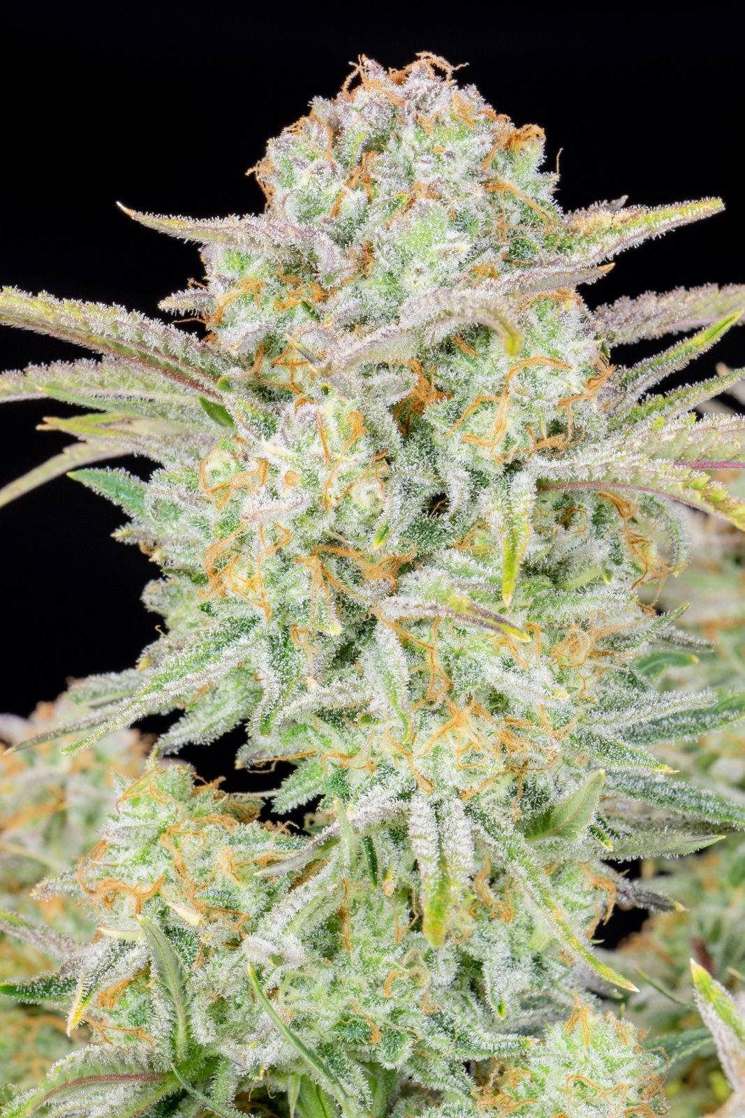 Bruce Banner Auto — изображение 7