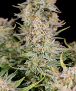 Bruce Banner Auto — изображение 8