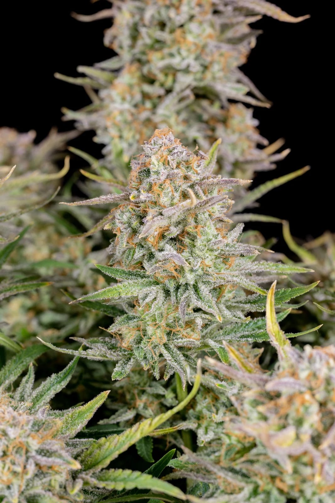 Bruce Banner Auto — изображение 8