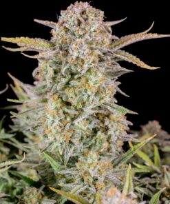 Bruce Banner Auto — изображение 9