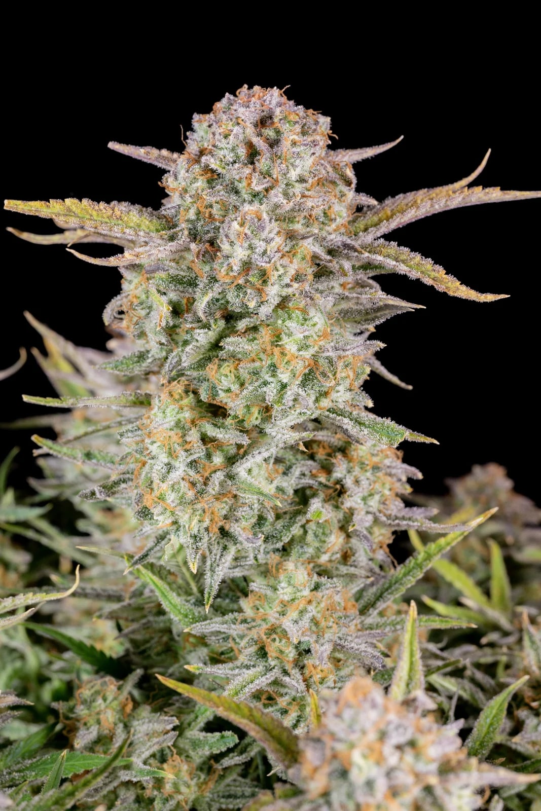 Bruce Banner Auto — изображение 9