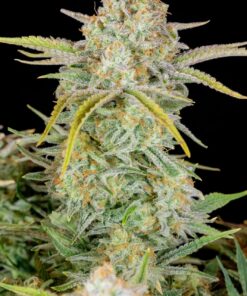 Bruce Banner Auto — изображение 10