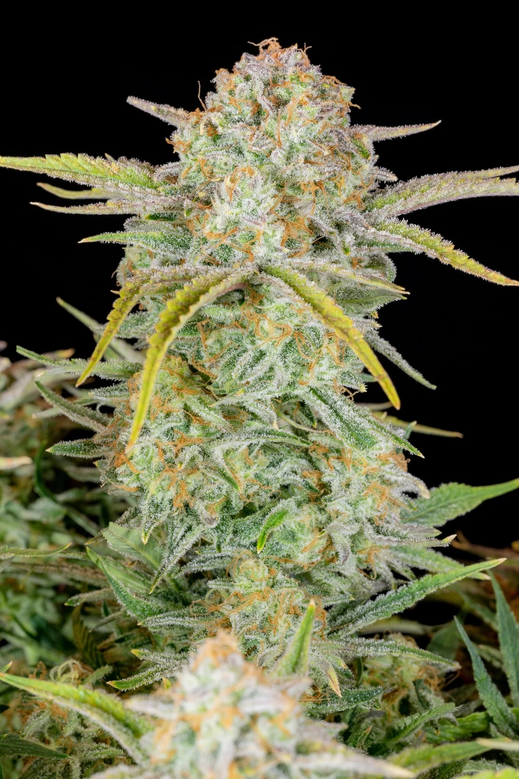 Bruce Banner Auto — изображение 10