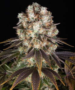 Bruce Banner Barneys Farm Seeds