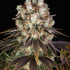 Bruce Banner Barneys Farm Seeds