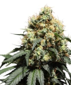 Bruce Lemon Diesel SuperSativaSeedClub