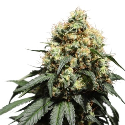 Bruce Lemon Diesel SuperSativaSeedClub