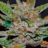Bubba Haze regular WorldOfSeeds