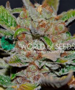 Bubba Haze regular WorldOfSeeds