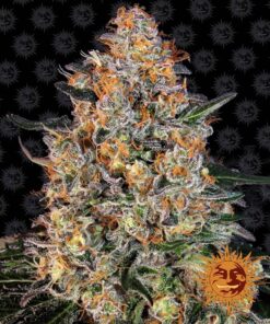 Bubba Kush Barneys Farm Seeds