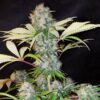 Bubble Kush Royal Queen Seeds