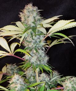 Bubble Kush Royal Queen Seeds