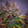 Bubble Kush Auto Royal Queen Seeds