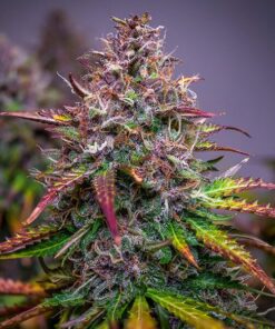 Bubble Kush Auto Royal Queen Seeds