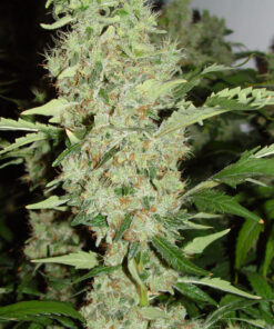 Bubble Gum SeriousSeeds