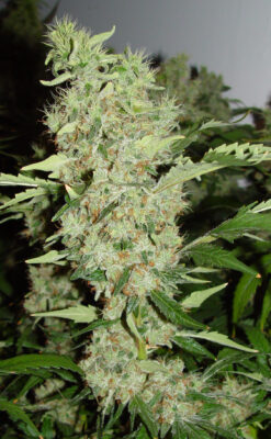 Bubble Gum SeriousSeeds