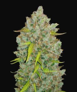 Bubble Gum Auto Fast Buds Seeds