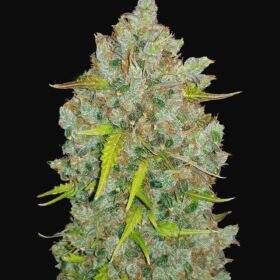 Bubble Gum Auto Fast Buds Seeds