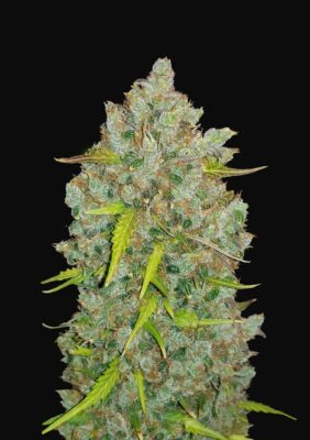 Bubble Gum Auto Fast Buds Seeds