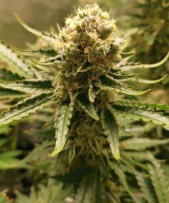 Bubblegum XL Royal Queen Seeds