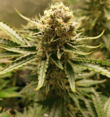 Bubblegum XL Royal Queen Seeds