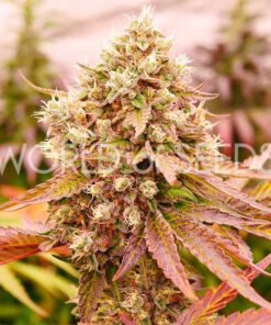Burger Kush WorldOfSeeds