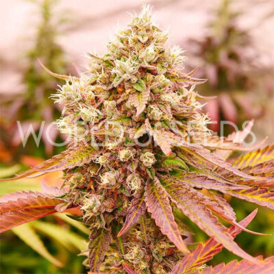 Burger Kush WorldOfSeeds