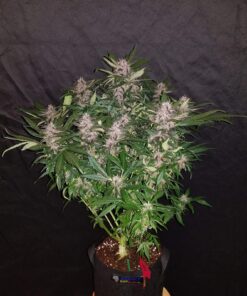 C4 Auto — изображение 2