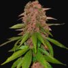 C4 Auto Fast Buds Seeds